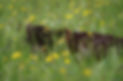 DSC04046.JPG