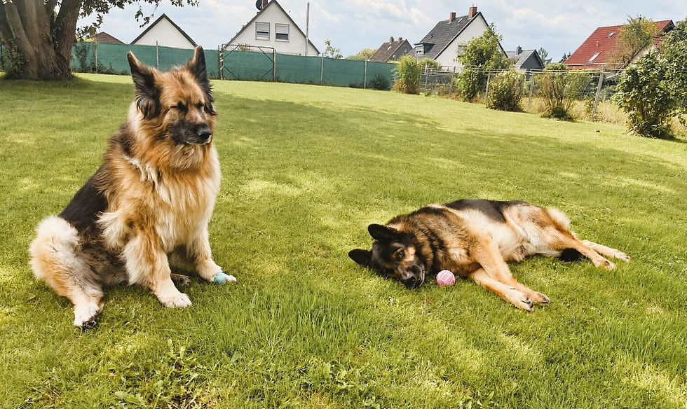 Schäferhunde Sina & Jack