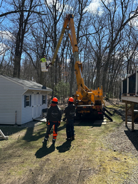 Pruning tree limbs