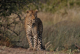 South Africa 