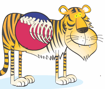 1. tiger's backbone.gif