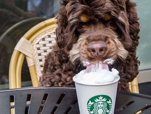 Pet-Friendly in Newberry 