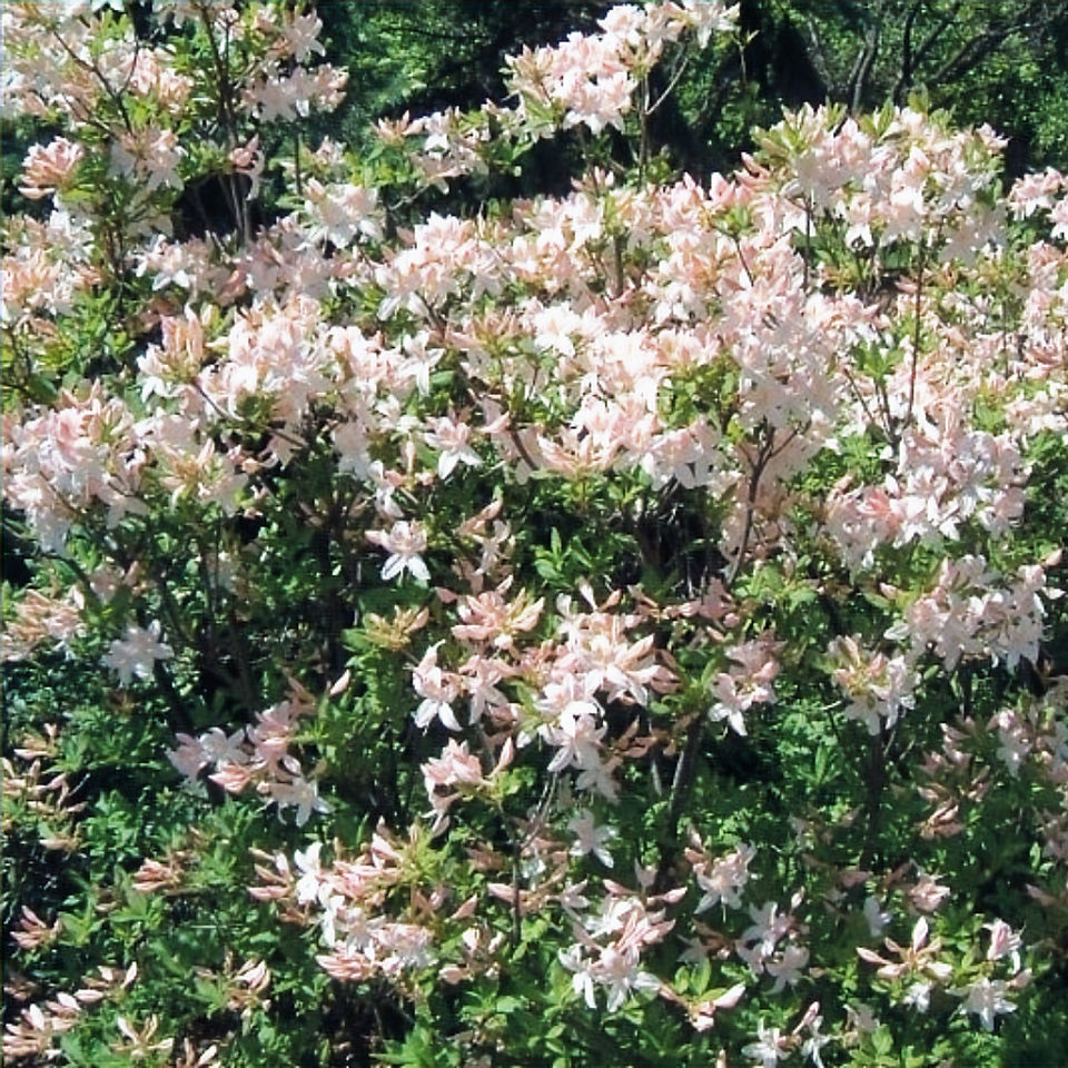 Azalée 'White Lights'