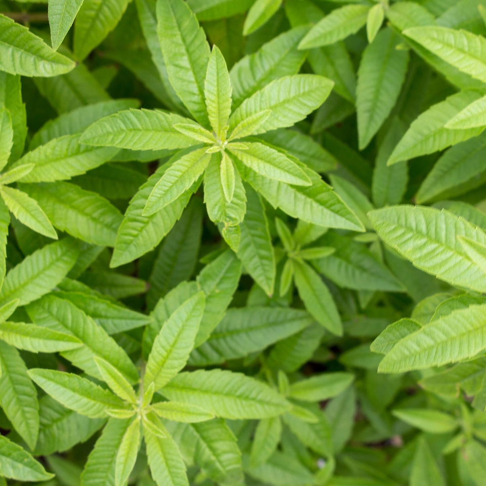 Verveine citronnelle