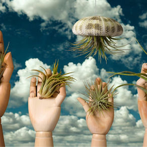 Mains en bois dans lesquelles reposent des tillandsias sur fond nuageux