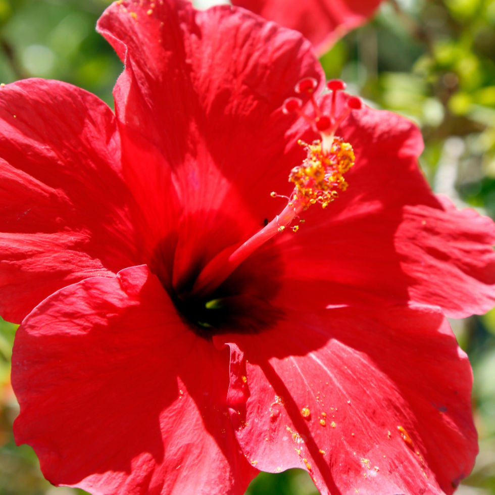 plante intérieur hibiscus red