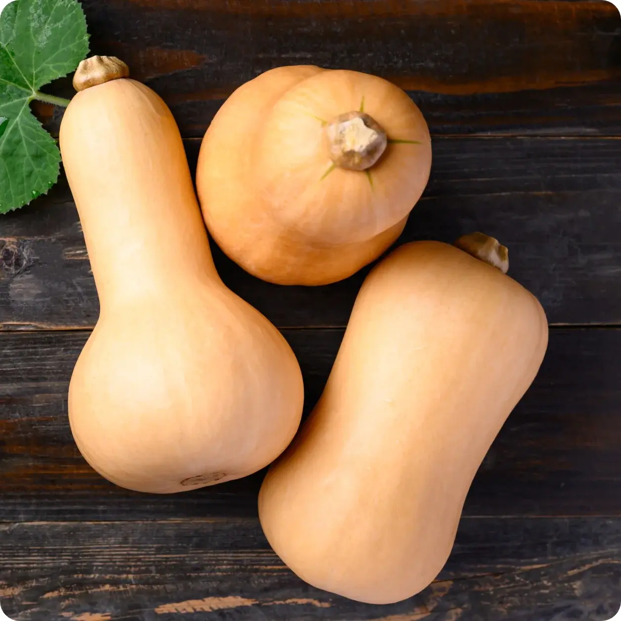 Légumes Courge 'Waltham Butternut'