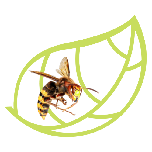 Logo Jardin des Trouvailles avec guêpe