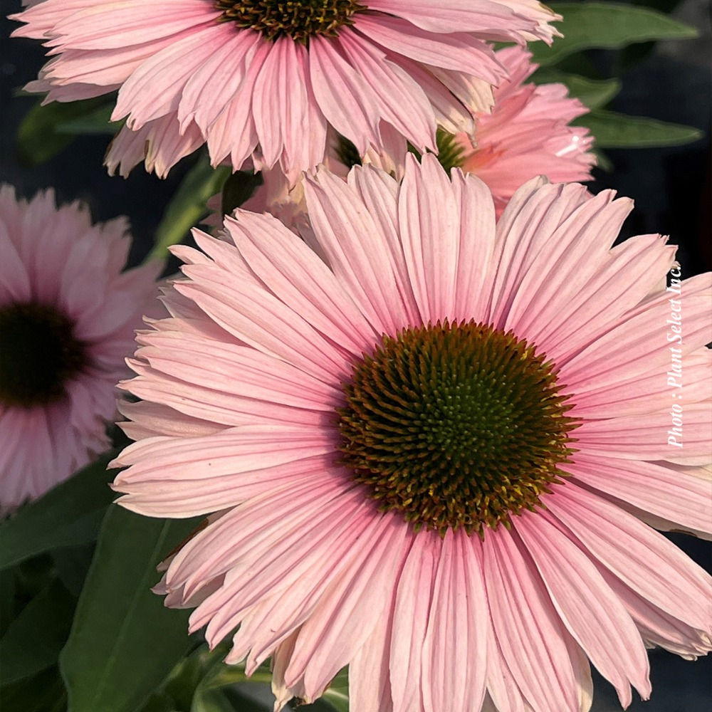 Vivace Echinacée Sunseekers® 'Salmon' - Jardin des Trouvailles