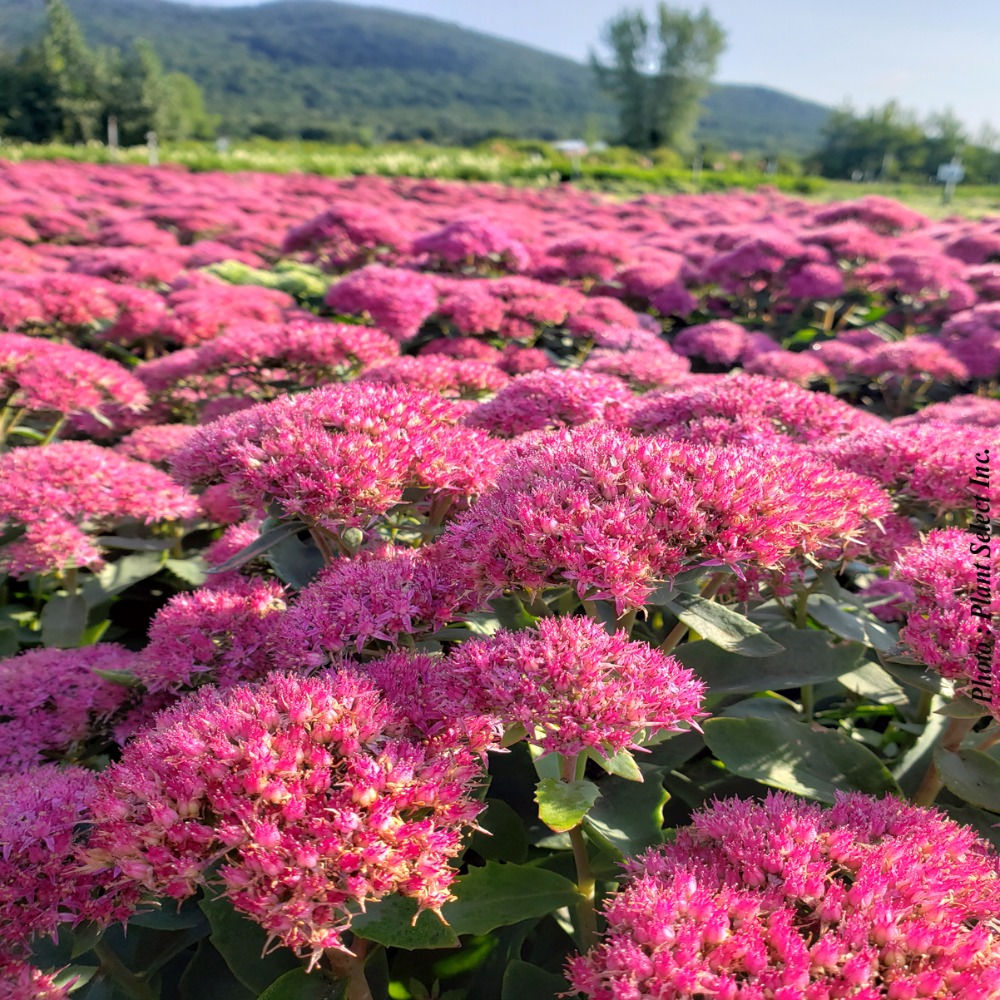 Vivace Sedum 'Carl' - Jardin des Trouvailles
