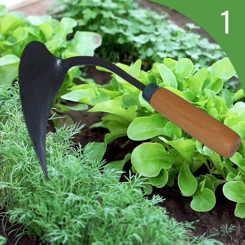 Binette Ho-Mi à l'avant-plan avec potager à l'arrière-plan