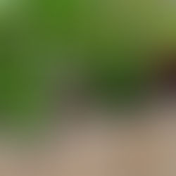 Réussir son potager en bacs surélevés : conseils pratiques et astuces