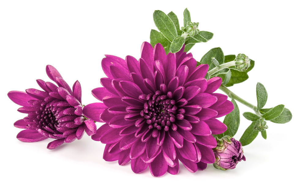 Quelques fleurs coupées de chrysanthèmes lilas sur fond blanc