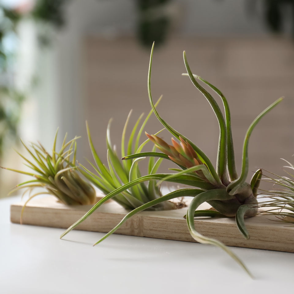 Tillandsias sur support en bois