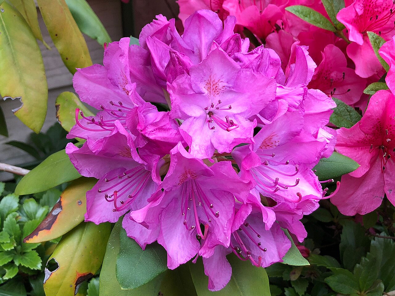 Rhododendron 'Roseum Elegans'