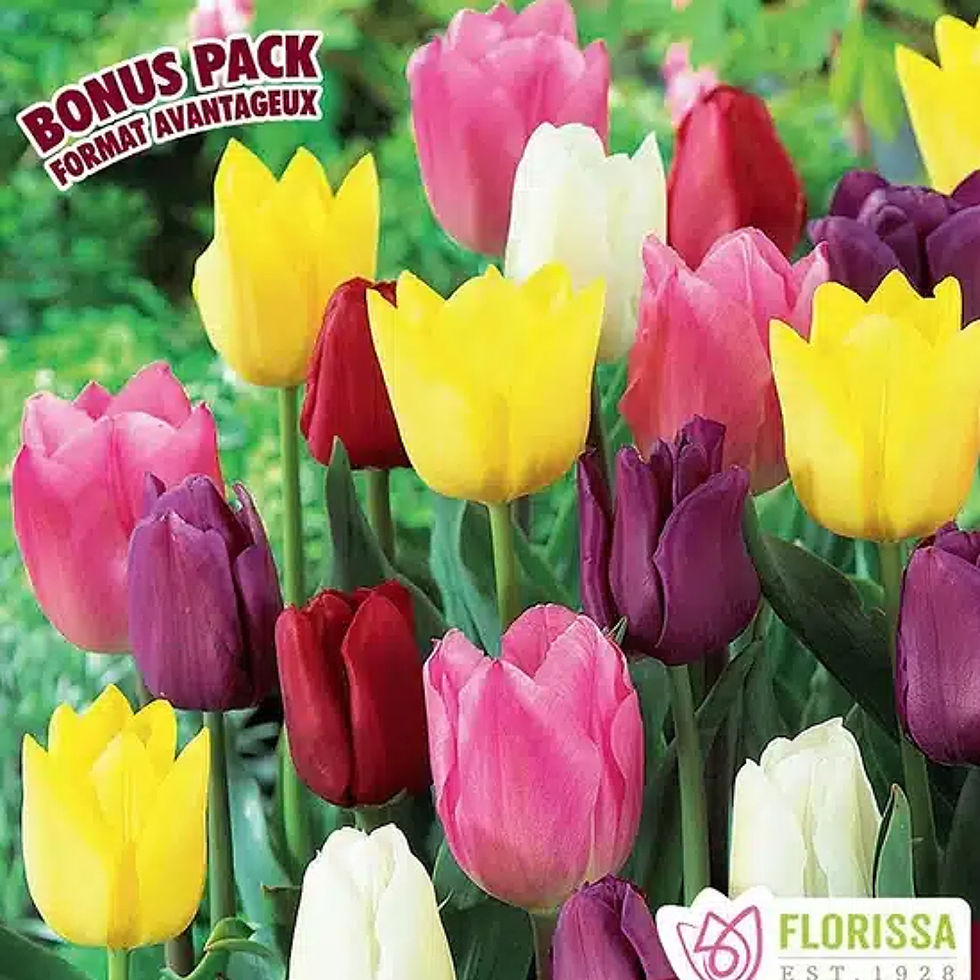 Tulipes mélange 'Rainbow Mix'