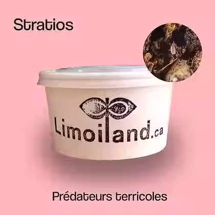 Petit contenant avec logo Limoiland