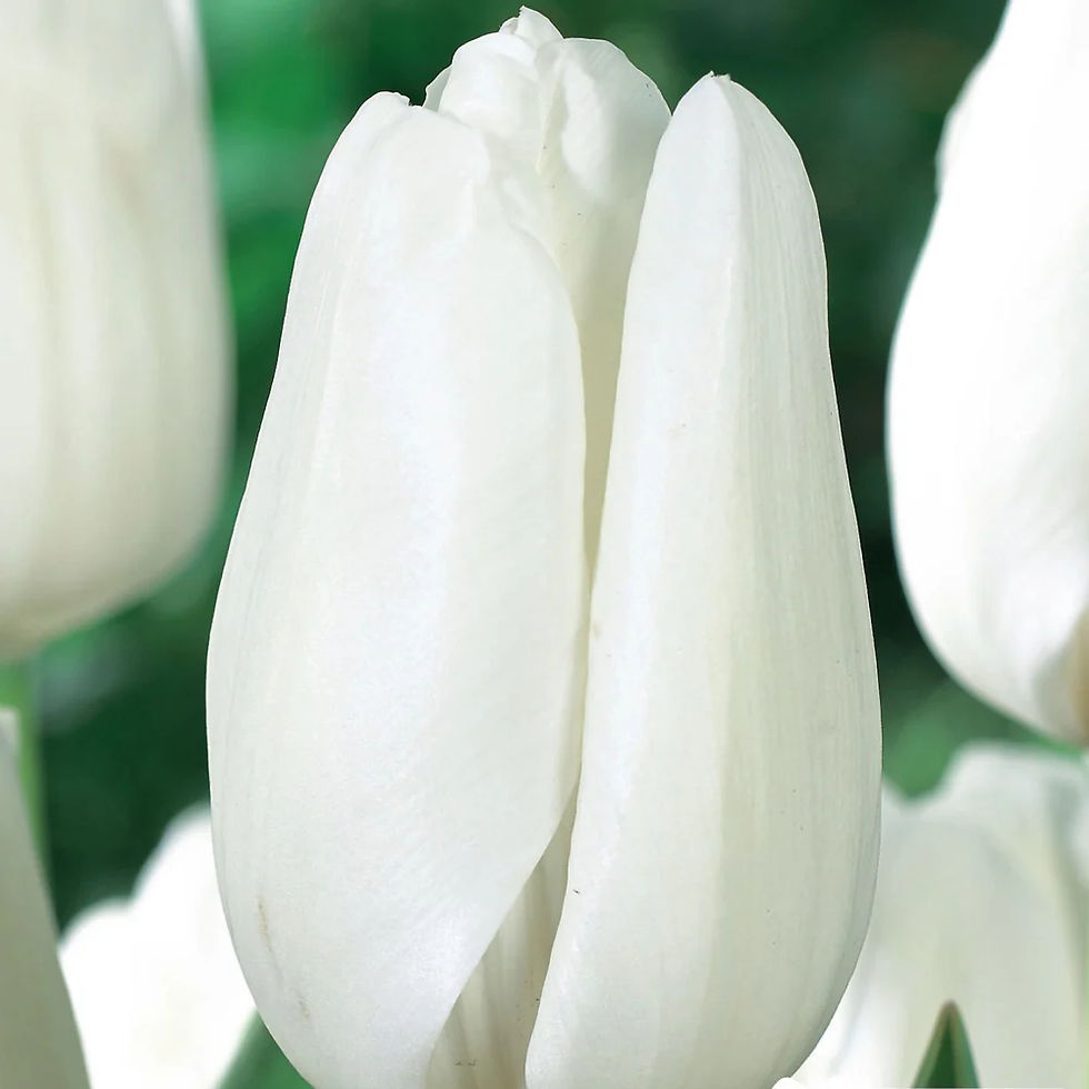 Tulipe 'Hakuun'