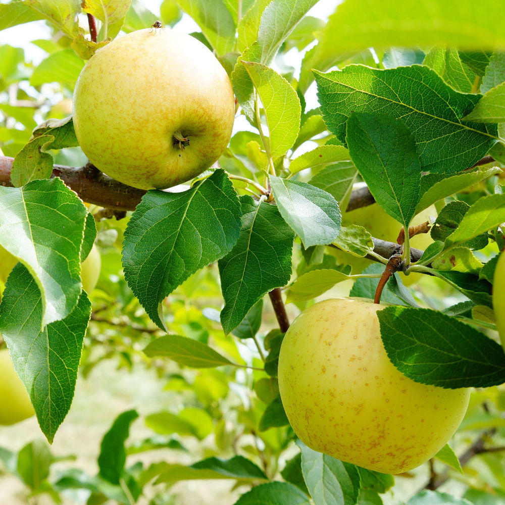 Arbre fruitier Pommier ' Honeygold'