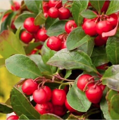 Petits fruits Airelle rouge 'Red Candy' - Jardin des Trouvailles