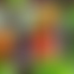 Cultive, cuisine, aime la courge