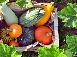 Cultive, cuisine, aime la courge