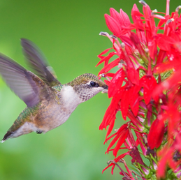 Colibri à gorge rubis en plein vol qui butine une fleur rouge vif