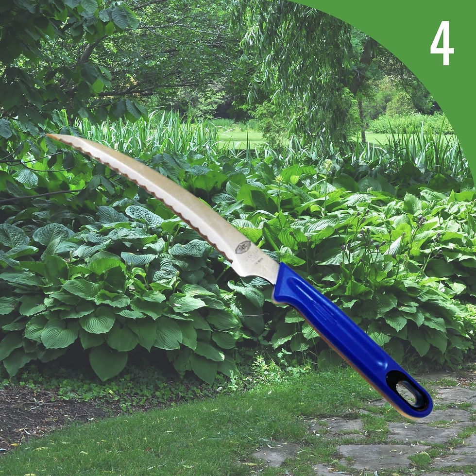 Couteau Hori-Naku bleu sur fond d'aménagement paysager d'hostas