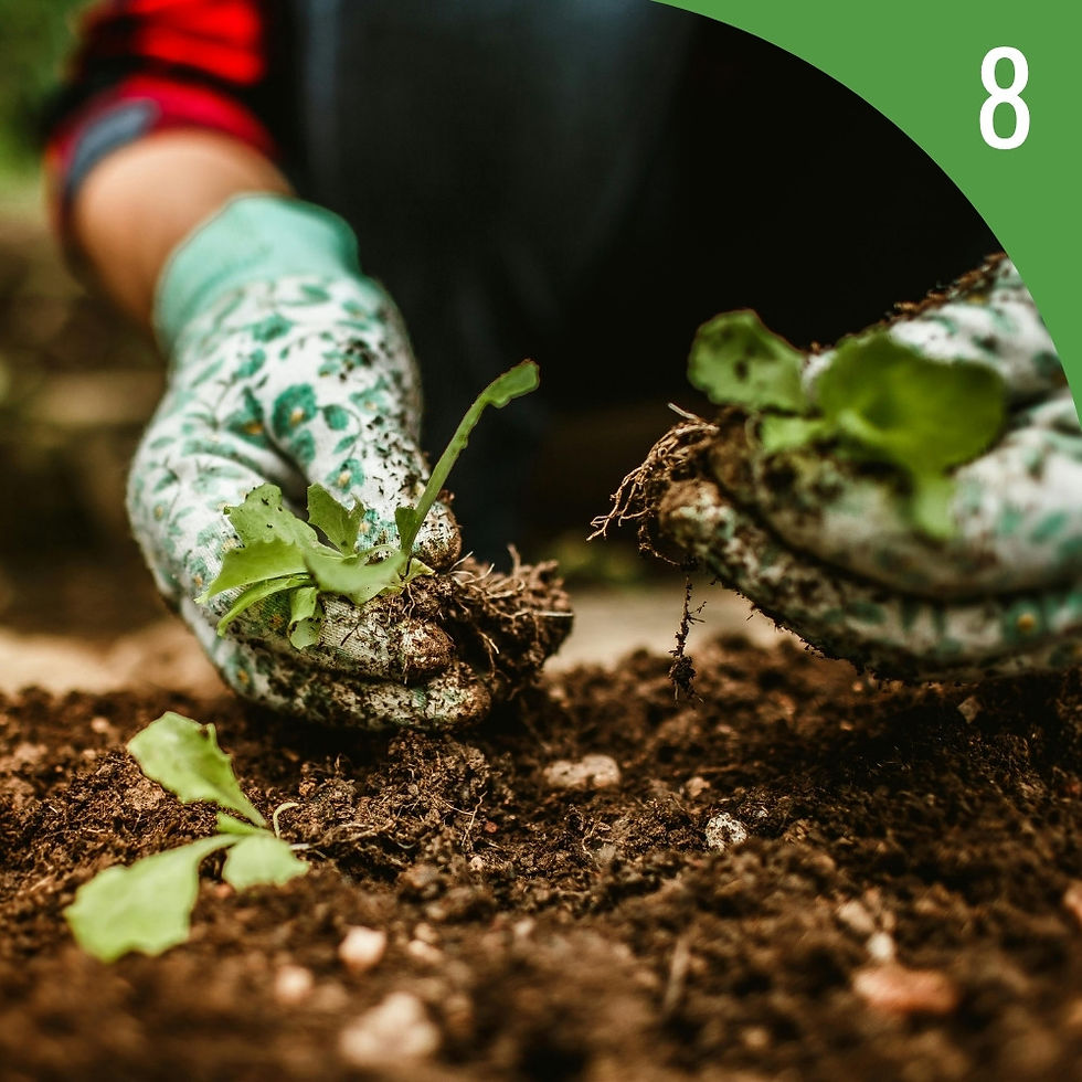Gants de jardinage désherbant le potager