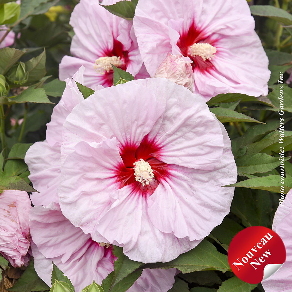 Vivace Hibiscus Summerific® 'All Eyes on Me' - Jardin des Trouvailles