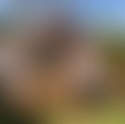 Construire sa petite serre, du rêve à la réalité