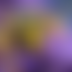 Gros plan sur guêpe jaune posée sur petites fleurs violettes