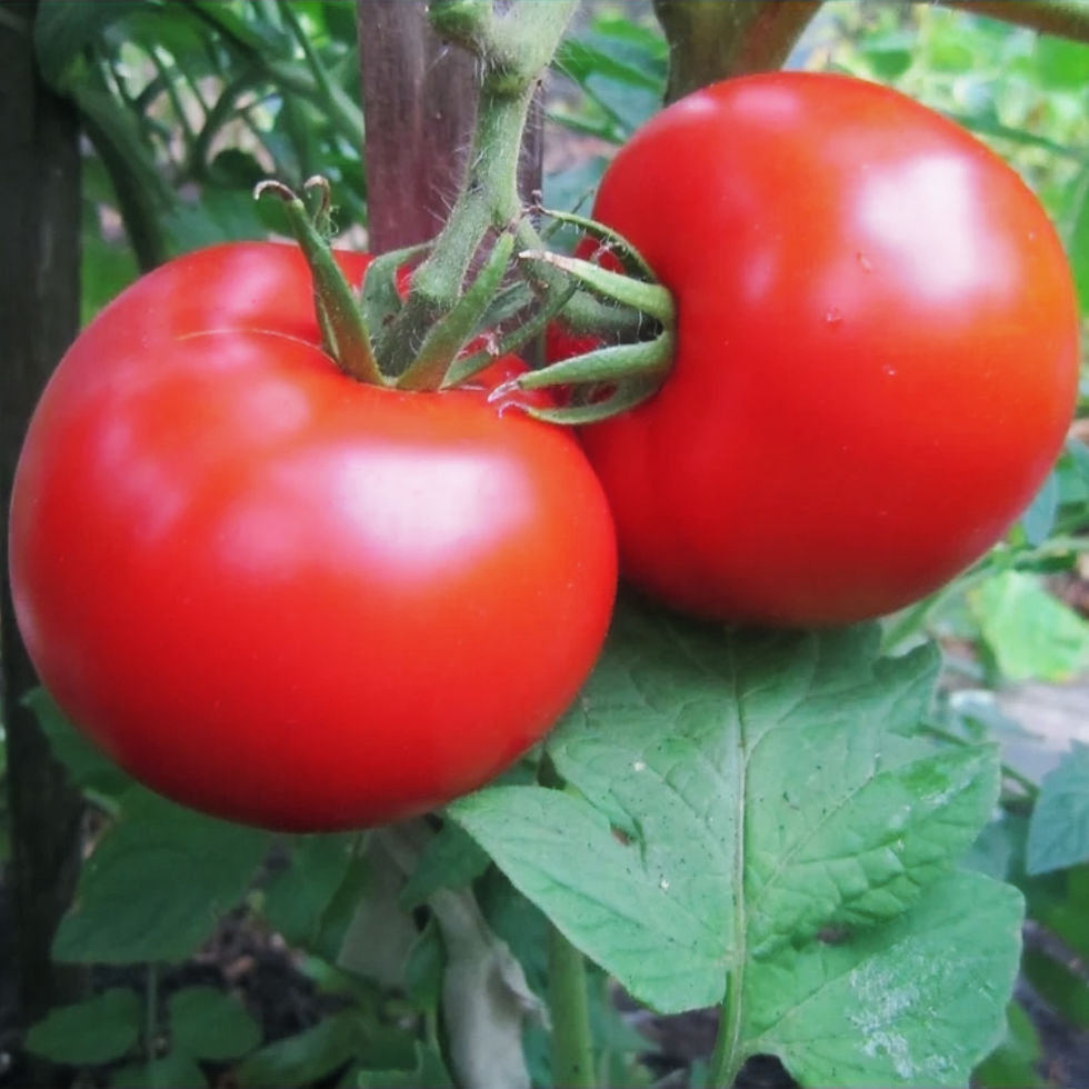 Potager Tomate 'Manitoba'