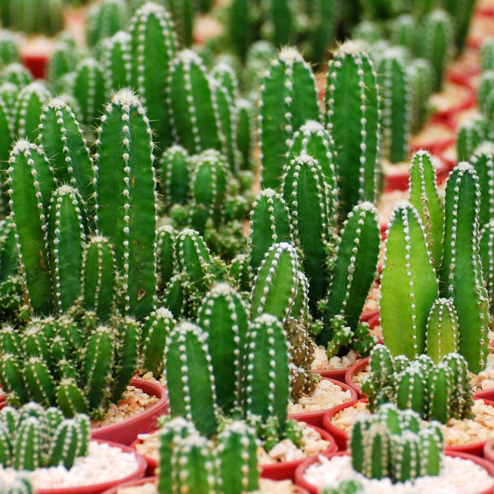 plante intérieur Cactus Fairy Castle