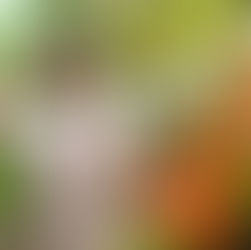 Un jardinier se gratte le crâne en se demandant pourquoi les feuilles de ses plantes de tomates se dessèchent