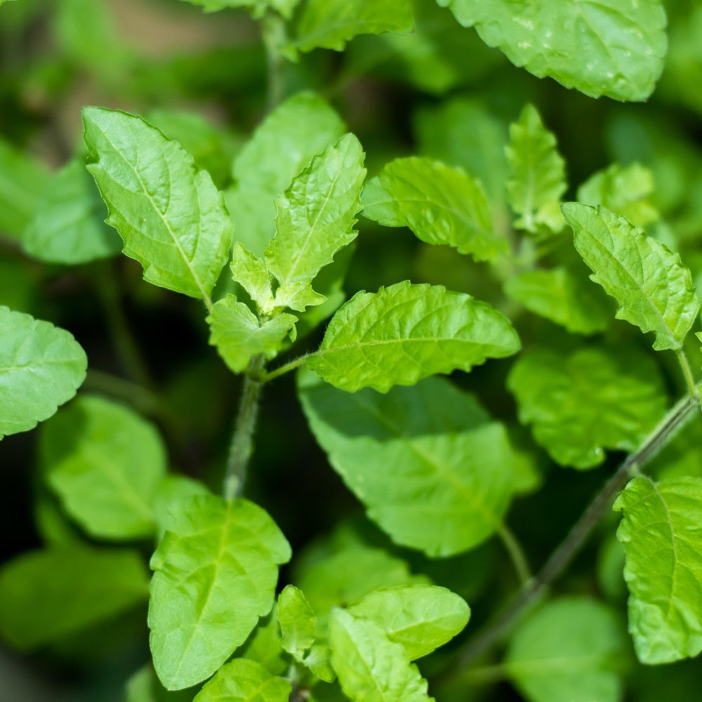 Fines herbes Basilic sacré