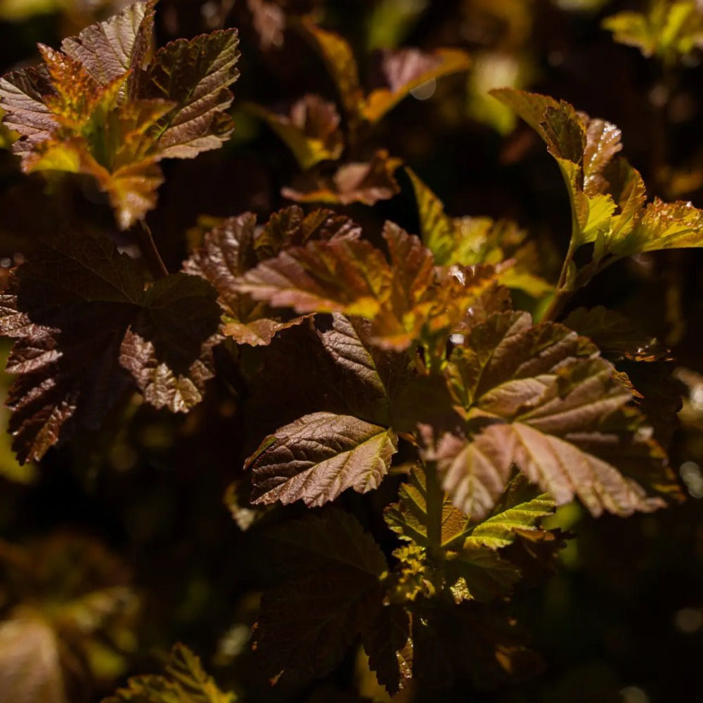 Arbuste Physocarpe 'Amber Jubilee' - Jardin des Trouvailles