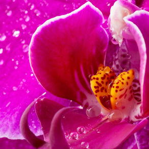 Gros plan sur une orchidée rose au coeur jaune tacheté de rose