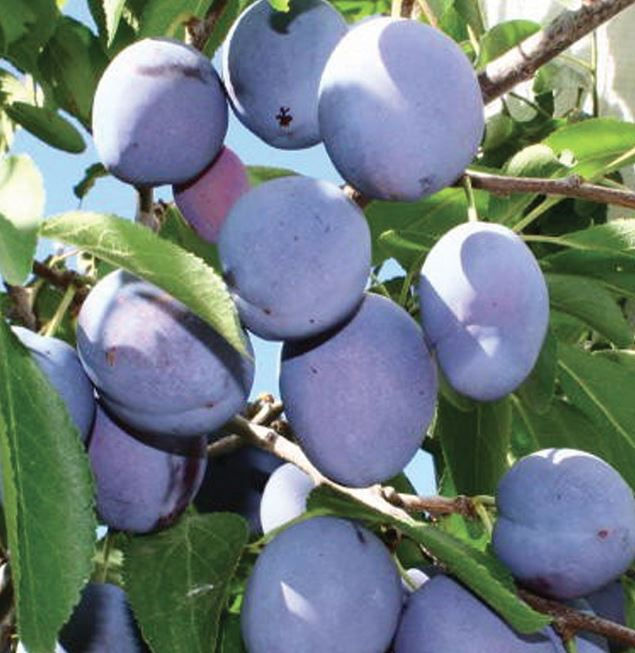 Fruits Prunier 'Mont Royal' - Jardin des Trouvailles