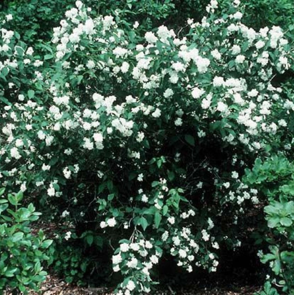 Arbuste Seringat 'Minnesota Snowflake' - Jardin des Trouvailles