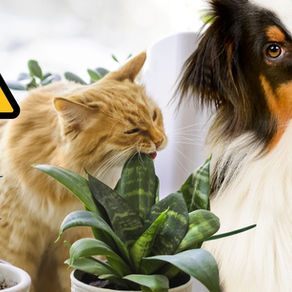 Chat qui mort dans une plante verte accompagné d'un chien