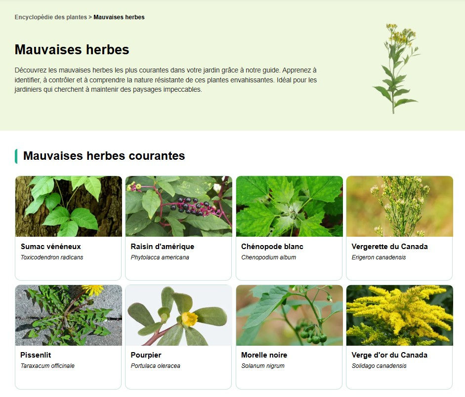 Page démontrant la présentation des Mauvaises herbes dans PictureThis