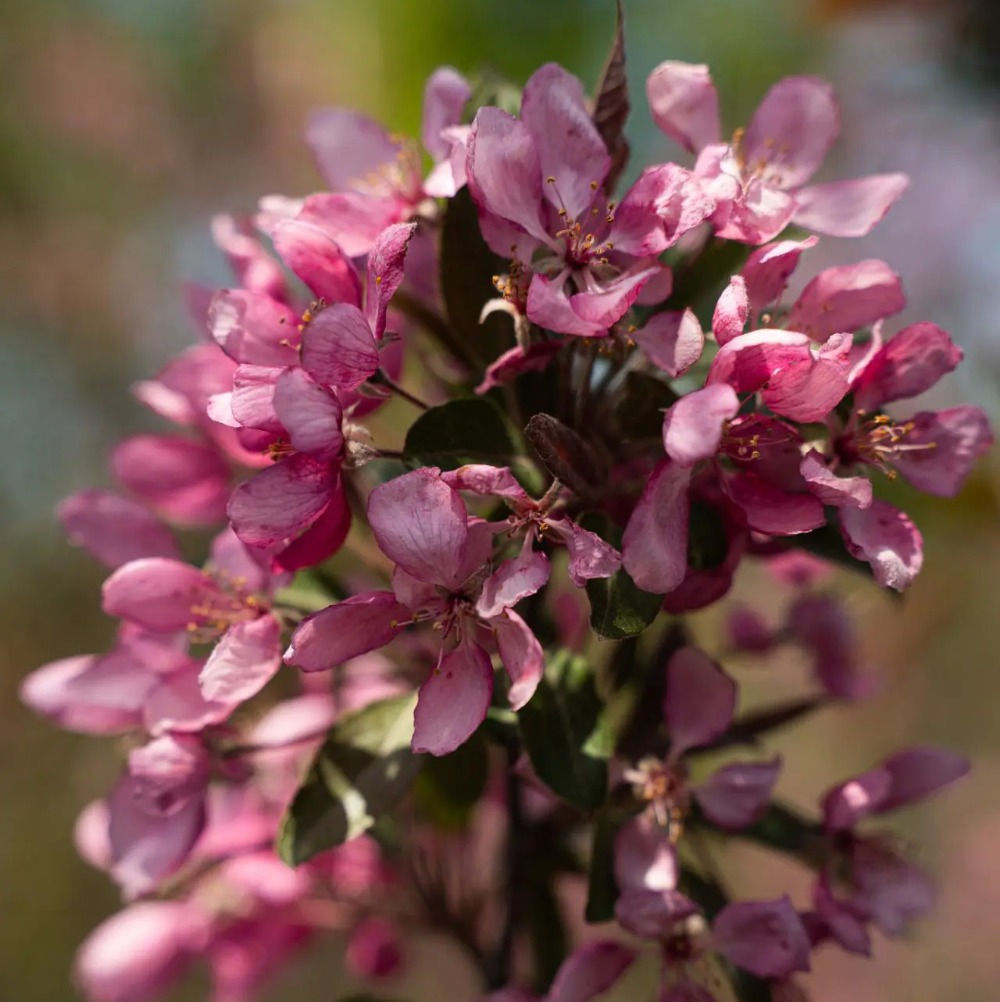 Arbre Pommetier 'Profusion' - Jardin des Trouvailles