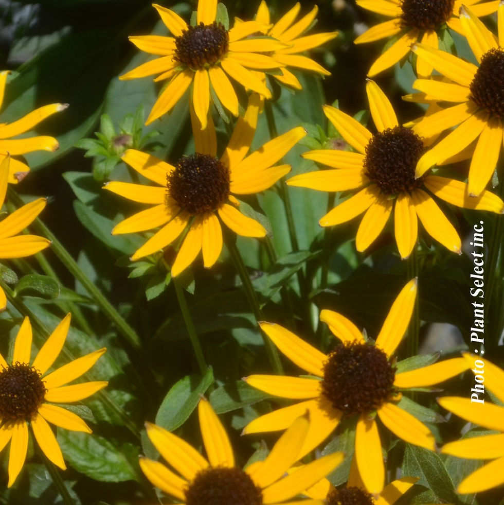 Vivace Rudbeckie 'Little Goldstar' - Jardin des Trouvailles