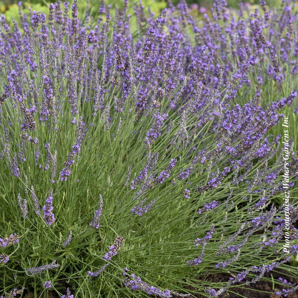 Vivace Lavande 'Phenomenal' - Jardin des Trouvailles