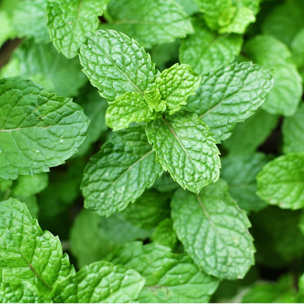 Menthe