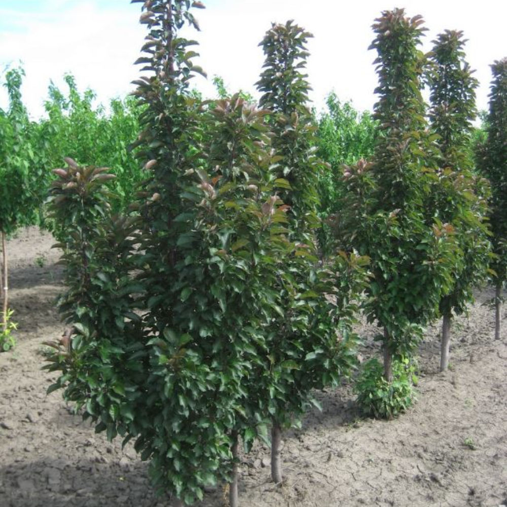 arbre pommetier colonnaire 'Purple Spire'