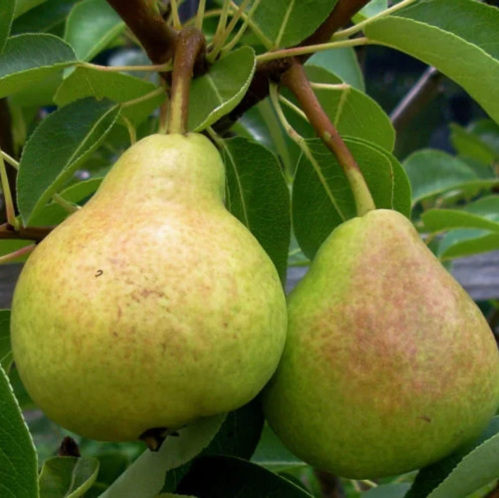 Arbre fruitier Poire 'Beauté Flamande' - Jardin des Trouvailles