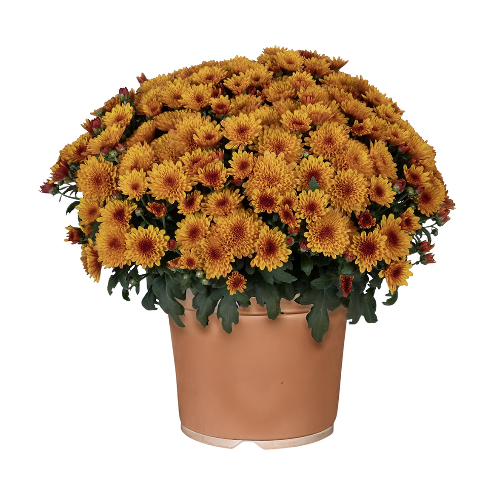 Miniature : Chrysanthème Solstice Bronze