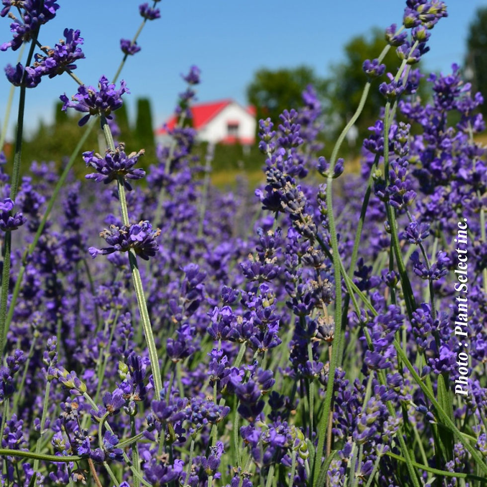 Vivace Lavande 'Munstead' - Jardin des Trouvailles